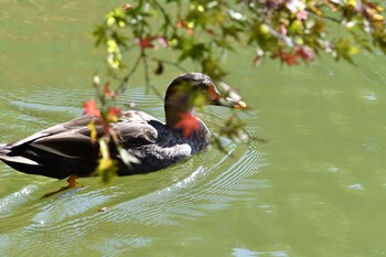 Eastern Spot-billed Duck Machida Yakushiike Park Fri, 11/5/2021