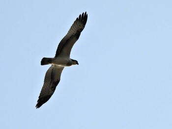 2021年11月3日(水) 山口県の野鳥観察記録