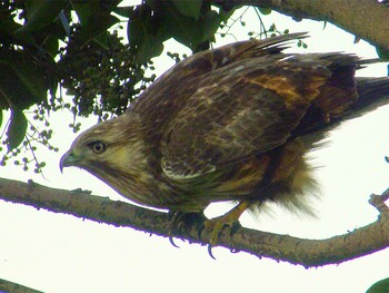 ノスリ 東京港野鳥公園 2021年11月3日(水)