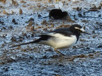 Japanese Wagtail 祖父江ワイルドネイチャー緑地 Fri, 11/5/2021