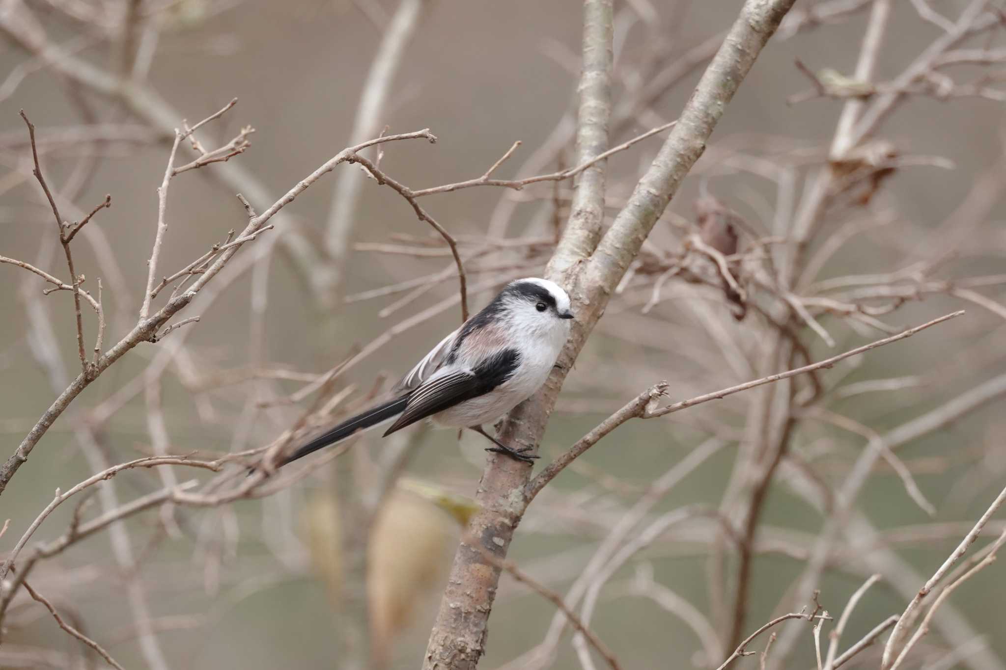 Long-tailed Tit