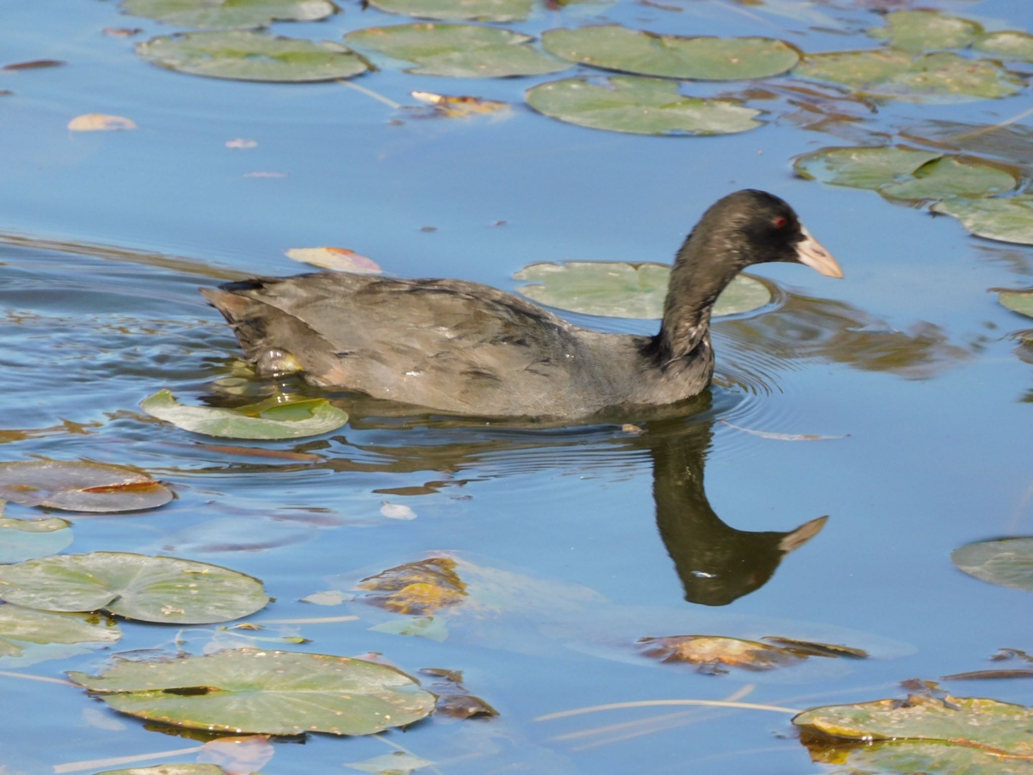 水元公園 オオバンの写真 by ucello