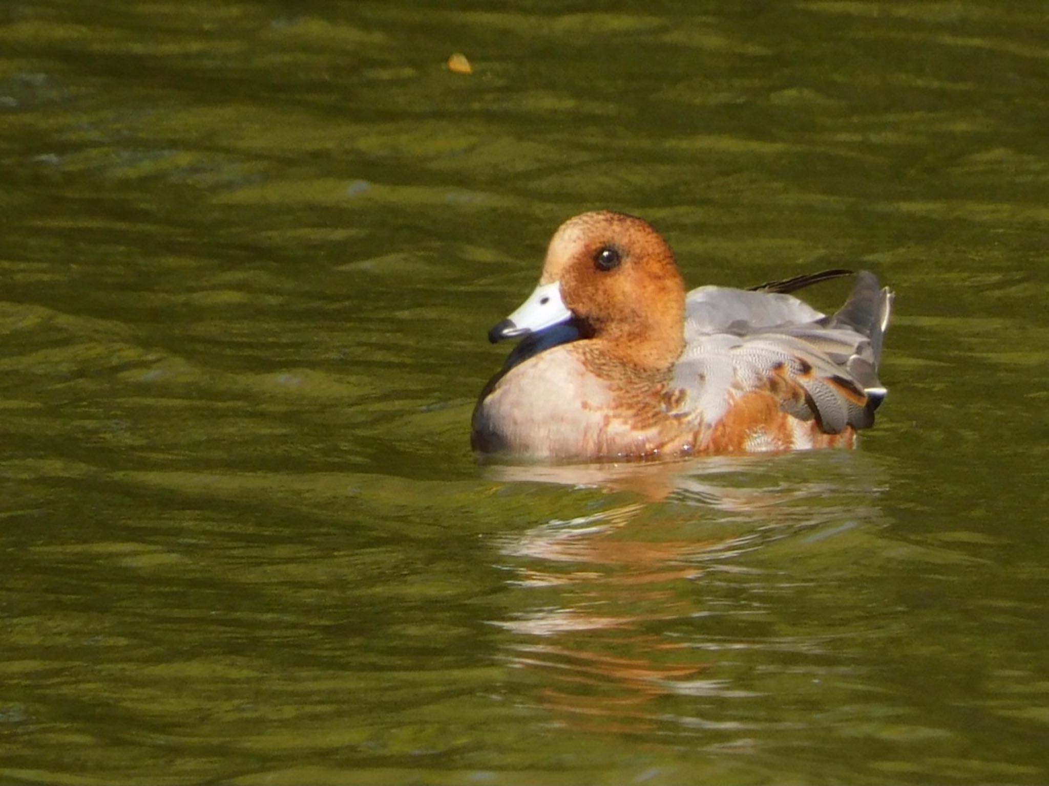 水元公園 ヒドリガモの写真 by ucello