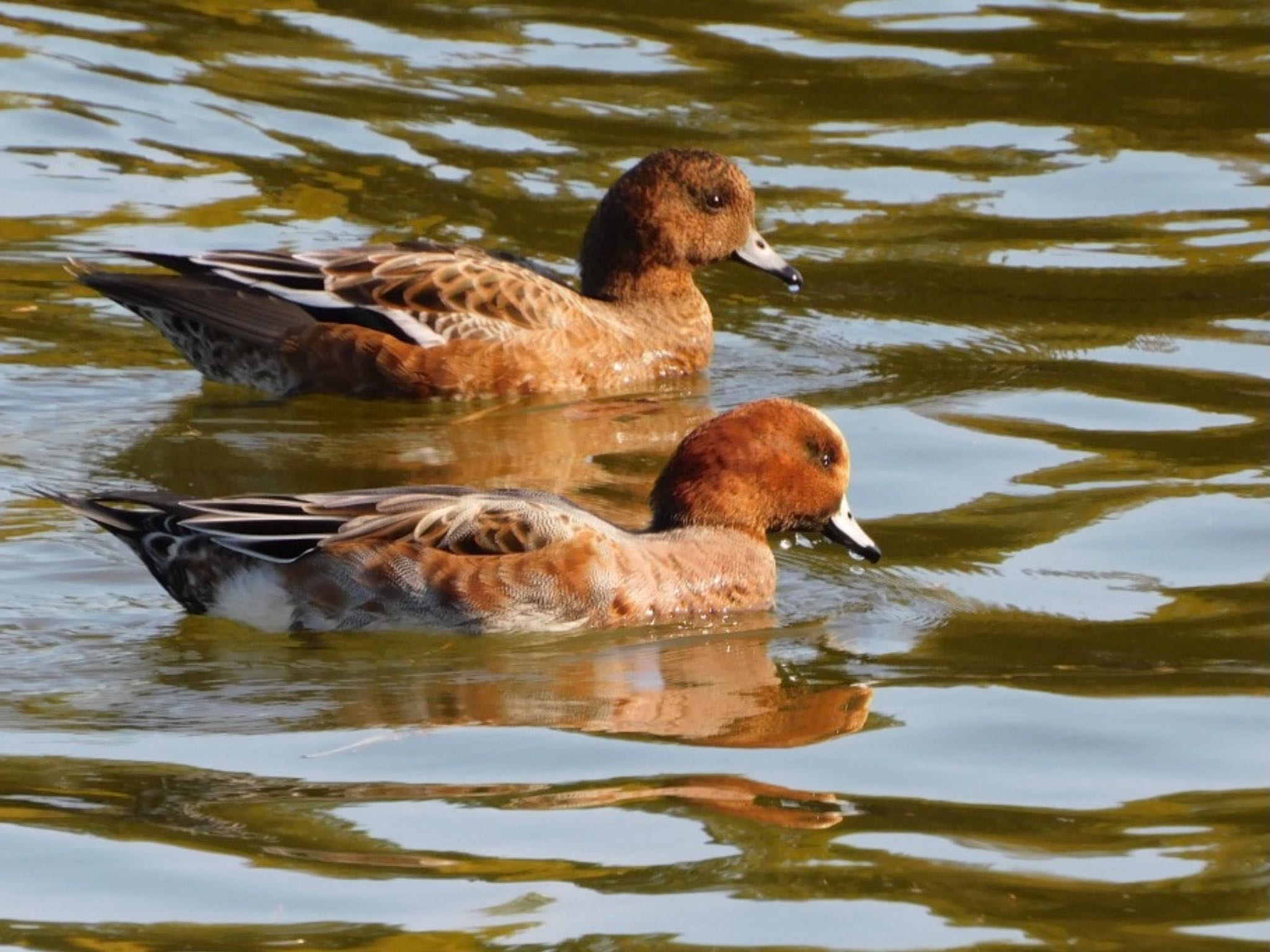 水元公園 ヒドリガモの写真 by ucello