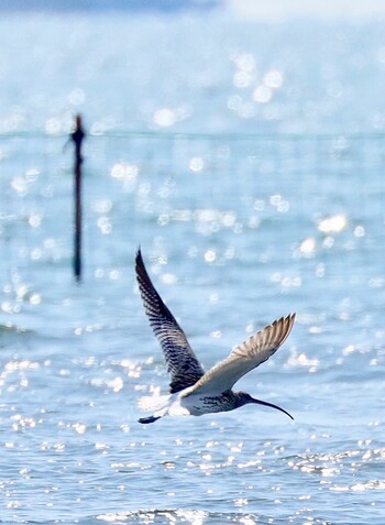 ダイシャクシギ ふなばし三番瀬海浜公園 撮影日未設定