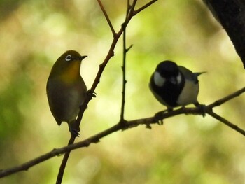 Warbling White-eye 祖父江ワイルドネイチャー緑地 Fri, 11/5/2021