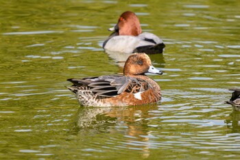 Eurasian Wigeon 千里南公園 Wed, 11/3/2021