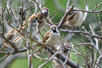 Eurasian Tree Sparrow 千里南公園 Wed, 11/3/2021