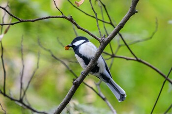 Japanese Tit 千里南公園 Wed, 11/3/2021