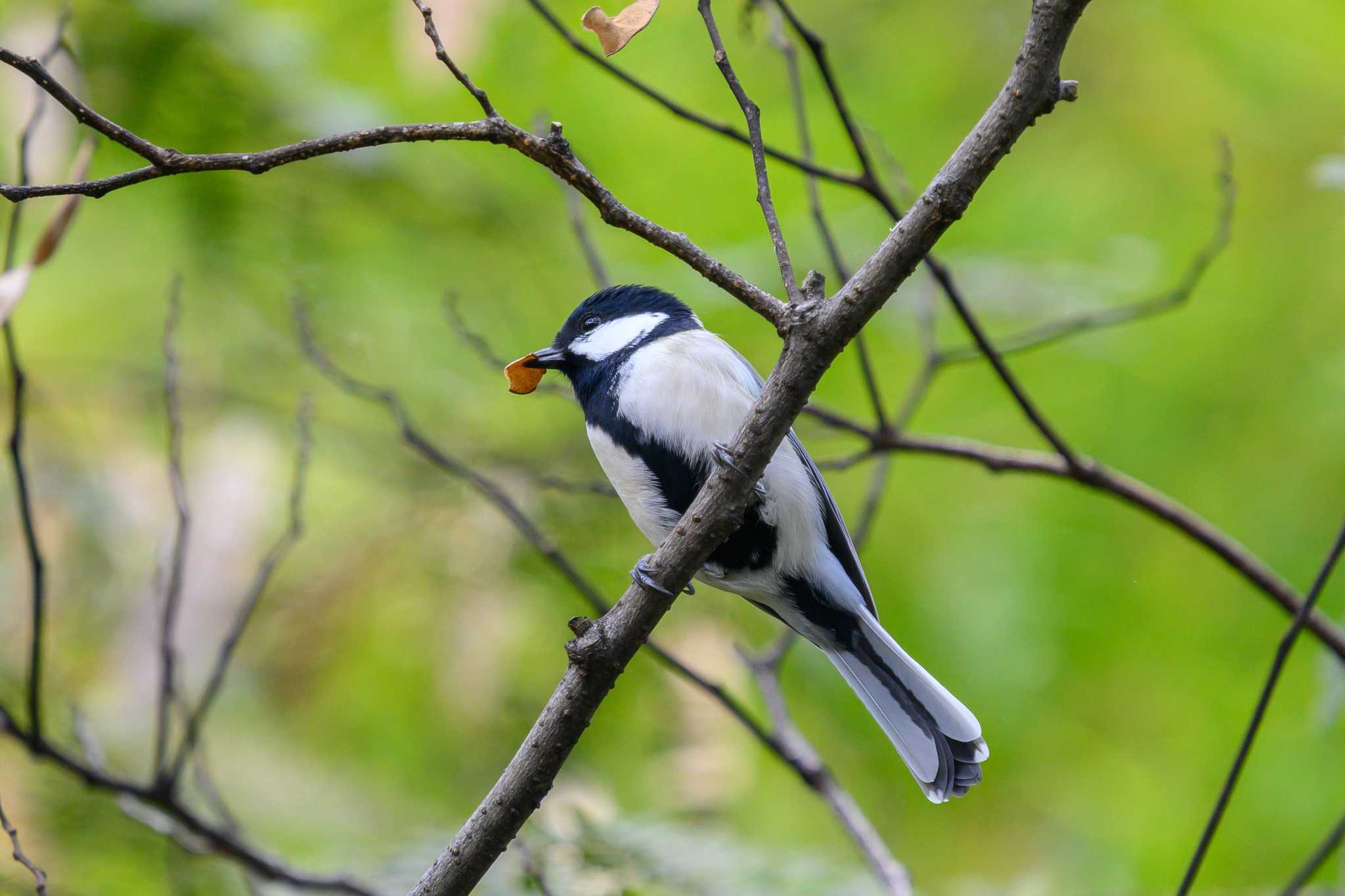 シジュウカラ