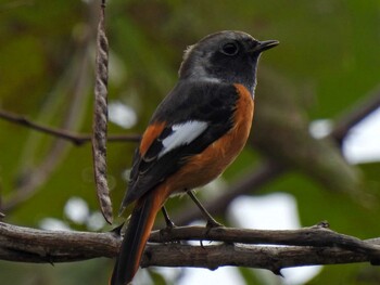 ジョウビタキ 守谷野鳥のみち 2021年11月3日(水)