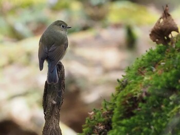 Red-flanked Bluetail 山梨県雁ヶ腹摺山 Wed, 11/3/2021