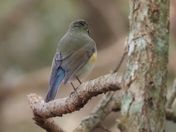 Red-flanked Bluetail 山梨県雁ヶ腹摺山 Wed, 11/3/2021