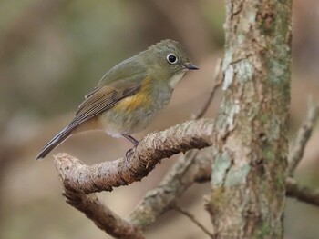 Red-flanked Bluetail 山梨県雁ヶ腹摺山 Wed, 11/3/2021