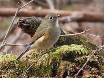 Red-flanked Bluetail 山梨県雁ヶ腹摺山 Wed, 11/3/2021