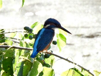 Common Kingfisher 祖父江ワイルドネイチャー緑地 Fri, 11/5/2021