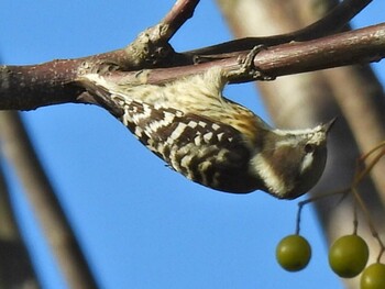 Japanese Pygmy Woodpecker 祖父江ワイルドネイチャー緑地 Fri, 11/5/2021