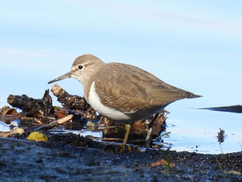 Common Sandpiper 祖父江ワイルドネイチャー緑地 Fri, 11/5/2021