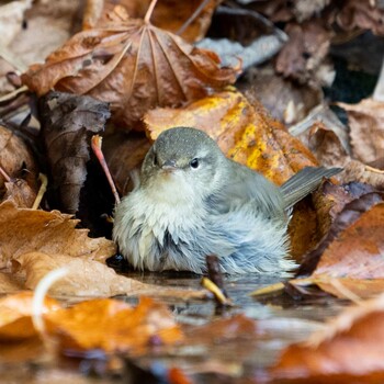 Japanese Bush Warbler 北海道 Mon, 11/1/2021