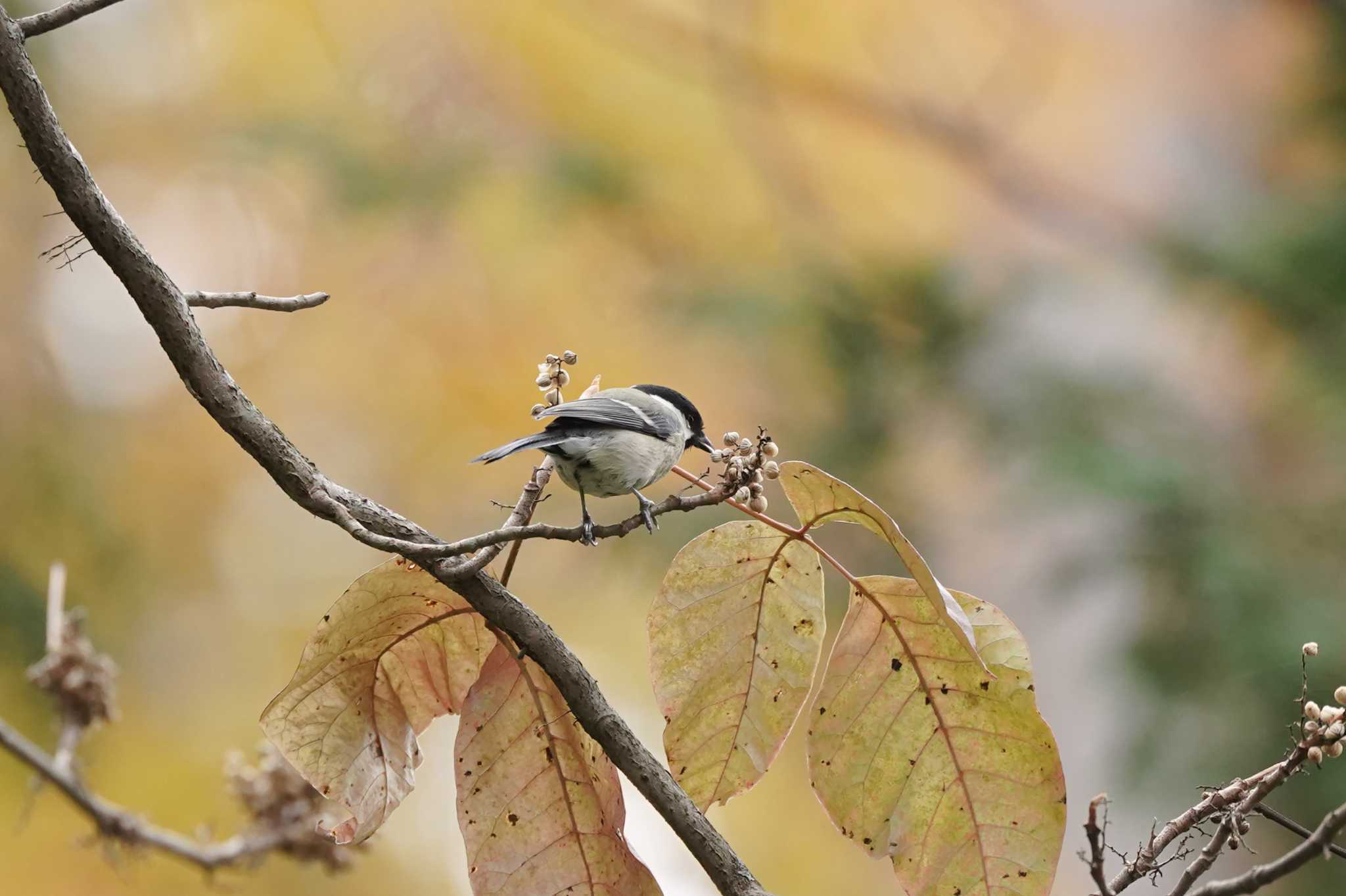 Willow Tit