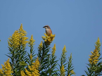 Bull-headed Shrike Izunuma Tue, 11/2/2021