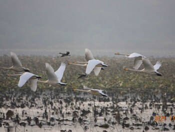 Whooper Swan Izunuma Tue, 11/2/2021