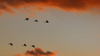 未同定 岩手・紫波町 2021年11月4日(木)