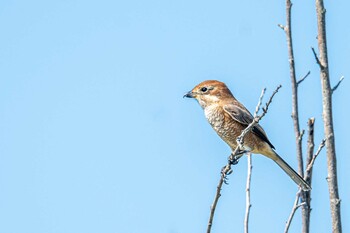 Bull-headed Shrike なぎさの池 Thu, 10/7/2021