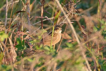 Meadow Bunting 多摩川二ヶ領宿河原堰 Sat, 11/6/2021