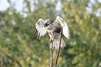 2021年11月6日(土) 愛知県豊田市逢妻女川周辺の野鳥観察記録