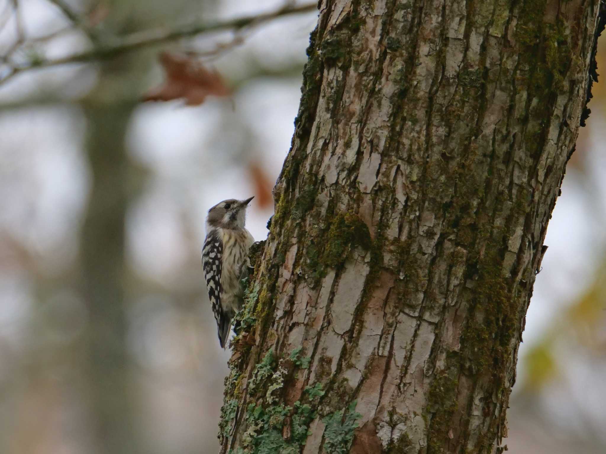 Japanese Pygmy Woodpecker(seebohmi)