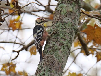 2021年10月26日(火) 春国岱原生野鳥公園(根室)の野鳥観察記録