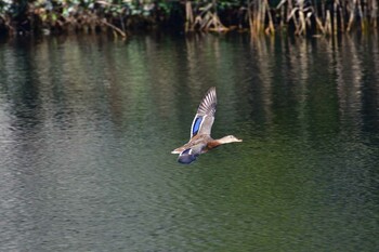 2021年11月6日(土) 長浜公園の野鳥観察記録