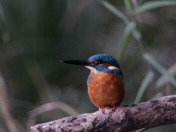 Common Kingfisher 四ツ池公園 Sat, 11/6/2021