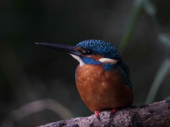 Common Kingfisher 四ツ池公園 Sat, 11/6/2021