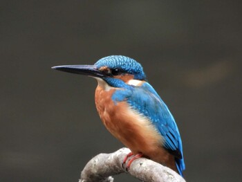 Common Kingfisher 四ツ池公園 Sat, 11/6/2021