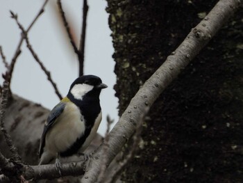 Japanese Tit 四ツ池公園 Sat, 11/6/2021