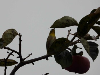 Warbling White-eye 四ツ池公園 Sat, 11/6/2021