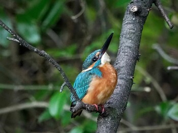 2021年11月6日(土) 近所の田んぼと秋葉公園の野鳥観察記録