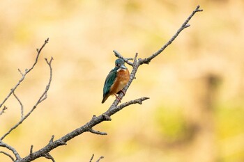 2021年11月4日(木) 三ツ池公園(横浜市鶴見区)の野鳥観察記録