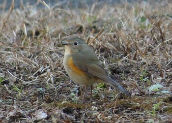 Sun, 1/31/2021 Birding report at Kitamoto Nature Observation Park