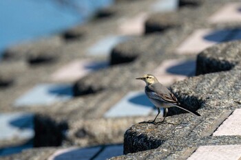 2021年11月6日(土) 多摩川(浅川合流付近)の野鳥観察記録