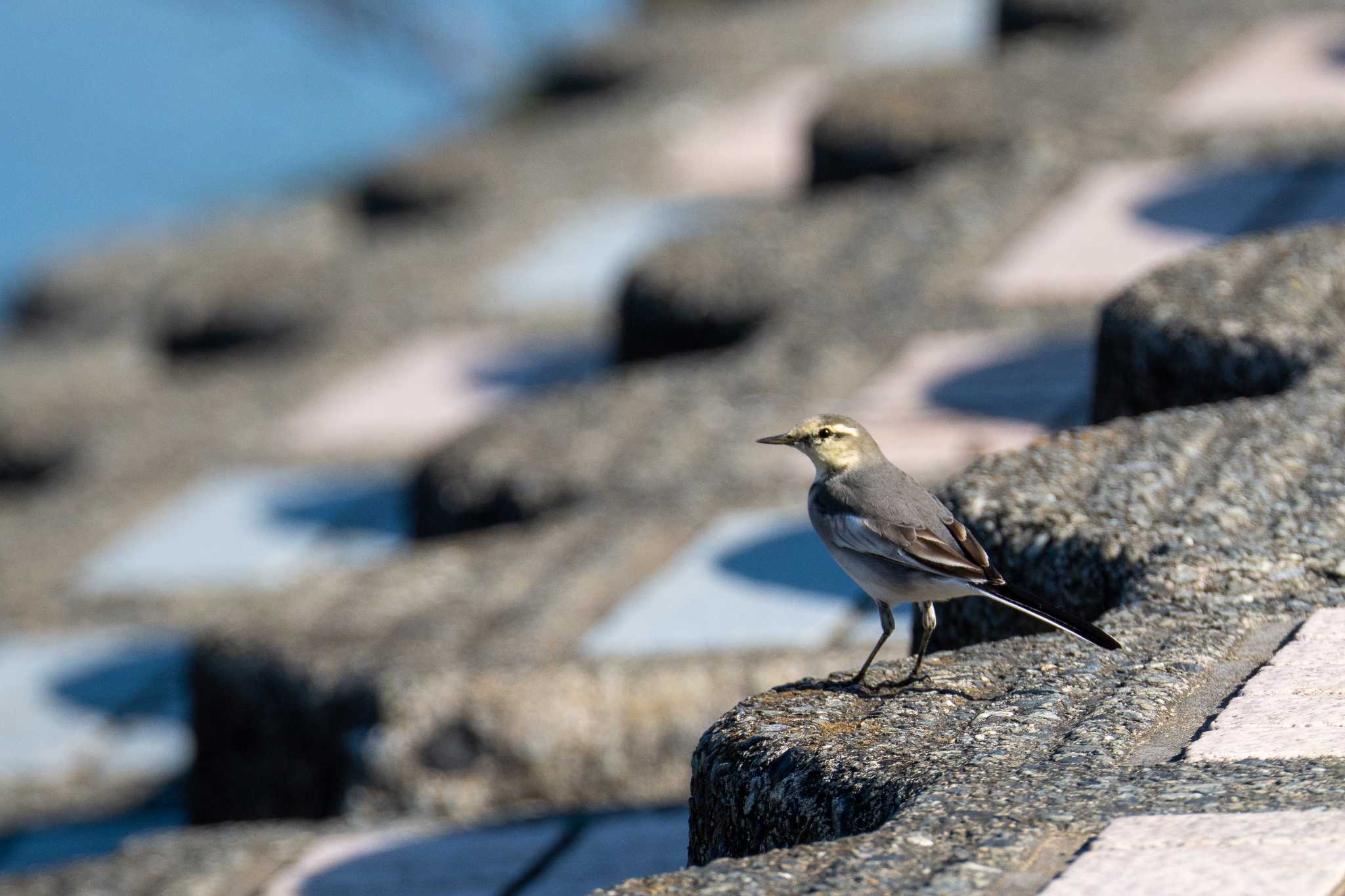 White Wagtail