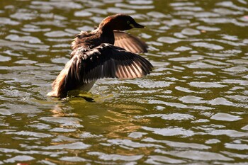 Little Grebe Machida Yakushiike Park Fri, 11/5/2021