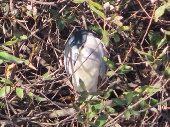 2021年11月6日(土) 奈良山公園の野鳥観察記録