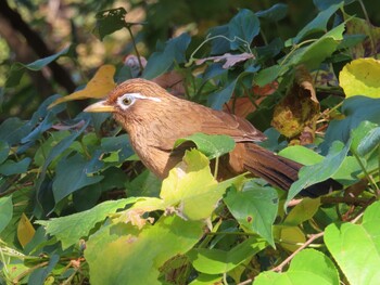 2021年11月6日(土) 寺家ふるさと村の野鳥観察記録