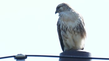2021年11月6日(土) 埼玉県さいたま市の野鳥観察記録