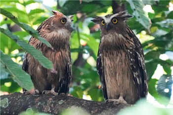 マレーウオミミズク Sungei Buloh Wetland Reserve 2021年11月6日(土)