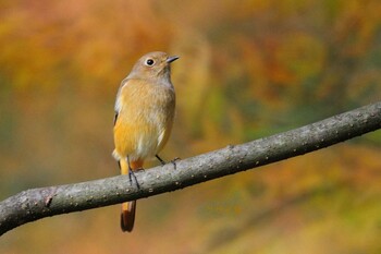 Daurian Redstart 馬見丘陵公園 Sat, 11/6/2021