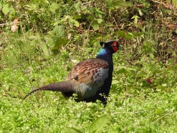 2021年10月30日(土) 岡山県の野鳥観察記録